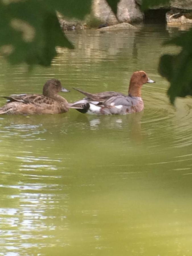 La Mare Aux Canards Cordieux Екстер'єр фото